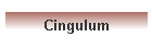 Cingulum